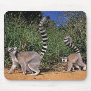 Ringstaartmaki's (Lemur Catta), Berenty Muismat