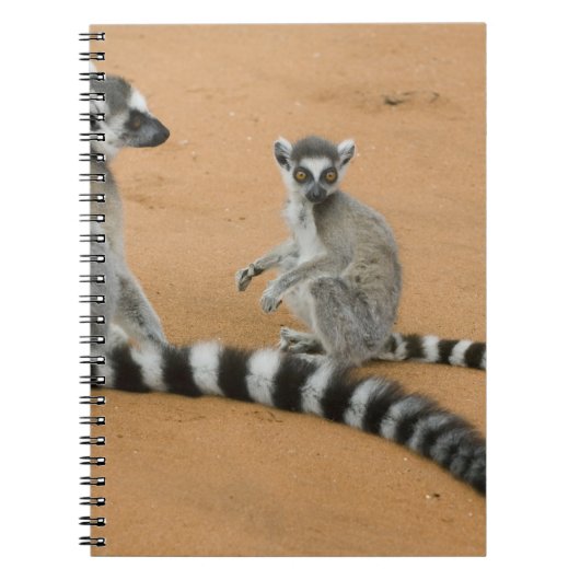 Ringstaartmaki's, (Lemur catta), Berenty Notitieboek (Voorkant)