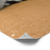 Ringstaartmaki's, (Lemur catta), Berenty Poster (Hoek)