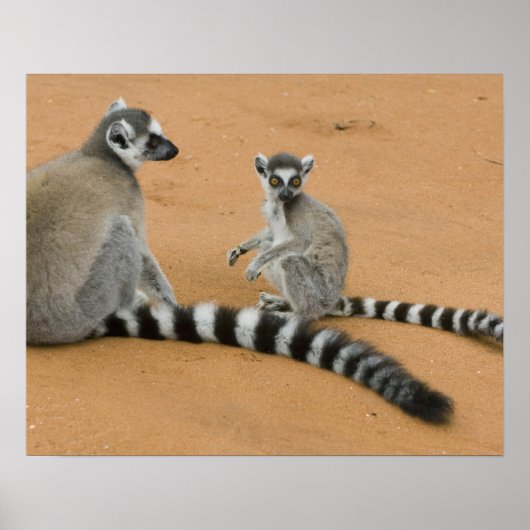 Ringstaartmaki's, (Lemur catta), Berenty Poster (Voorkant)