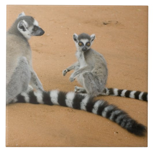 Ringstaartmaki's, (Lemur catta), Berenty Tegeltje (Voorkant)