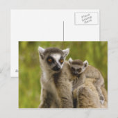 Ringstaartmaki's (Lemur catta) Moeder & baby. Briefkaart (Voorkant / Achterkant)