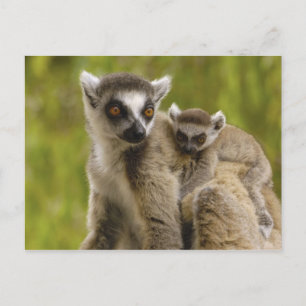 Ringstaartmaki's (Lemur catta) Moeder & baby. Briefkaart