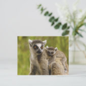 Ringstaartmaki's (Lemur catta) Moeder & baby. Briefkaart (Staand voorkant)