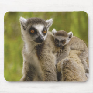 Ringstaartmaki's (Lemur catta) Moeder & baby. Muismat