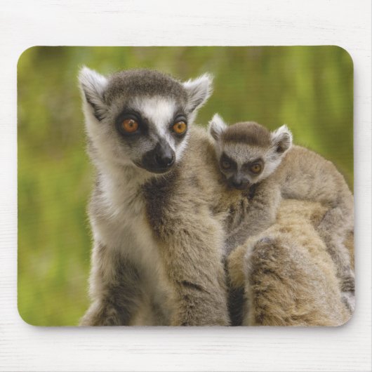 Ringstaartmaki's (Lemur catta) Moeder & baby. Muismat (Voorkant)