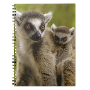 Ringstaartmaki's (Lemur catta) Moeder & baby. Notitieboek