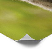 Ringstaartmaki's (Lemur catta) Moeder & baby. Poster (Hoek)