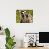 Ringstaartmaki's (Lemur catta) Moeder & baby. Poster (Thuiskantoor)
