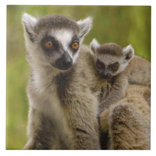 Ringstaartmaki's (Lemur catta) Moeder & baby. Tegeltje (Voorkant)