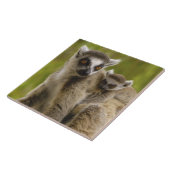 Ringstaartmaki's (Lemur catta) Moeder & baby. Tegeltje (Zijkant)