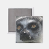 Ringtail Lemur magneet (Voorkant / Achterkant)