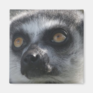 Ringtail Lemur magneet
