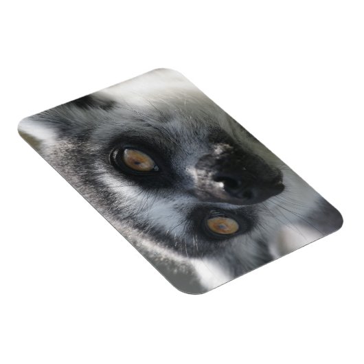Ringtail Lemur magneet (Rechterzijde)