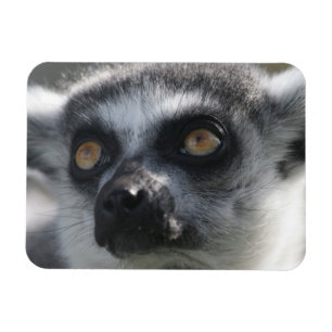 Ringtail Lemur Magnet Magneet