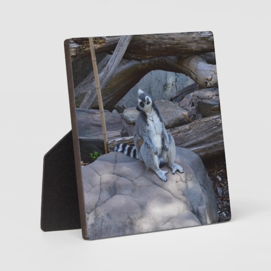 Ringtail Possum Foreman on Work Fotoplaat (Voorkant)