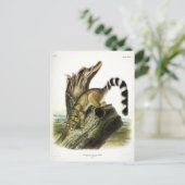 Ringtail (ringstaartbassaris, ringstaartkat) briefkaart (Staand voorkant)