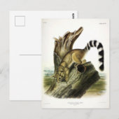 Ringtail (ringstaartbassaris, ringstaartkat) briefkaart (Voorkant / Achterkant)