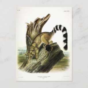 Ringtail (ringstaartbassaris, ringstaartkat) briefkaart