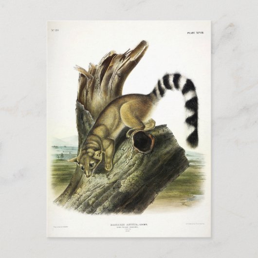 Ringtail (ringstaartbassaris, ringstaartkat) briefkaart (Voorkant)