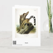 Ringtail (ringstaartbassaris, ringstaartkat) kaart (Achterkant)