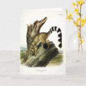 Ringtail (ringstaartbassaris, ringstaartkat) kaart (Gele Bloem)