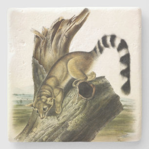Ringtail (ringstaartbassaris, ringstaartkat) stenen onderzetter
