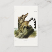 Ringtail (ringstaartbassaris, ringstaartkat) visitekaartje (Achterkant)