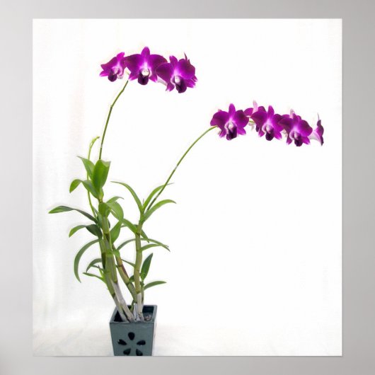 Rinnapa Dendrobium Orchid Plant Poster (Voorkant)