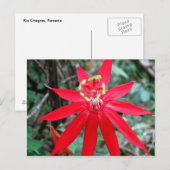 Rio Chagres, Panama Briefkaart (Voorkant / Achterkant)
