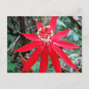 Rio Chagres, Panama Briefkaart