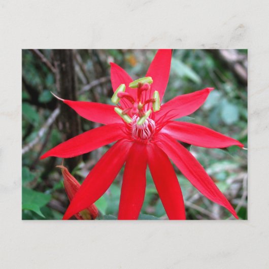 Rio Chagres, Panama Briefkaart (Voorkant)