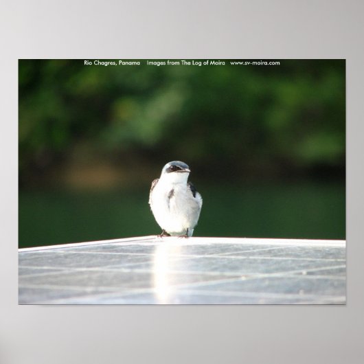 Rio Chagres, Panama Poster (Voorkant)