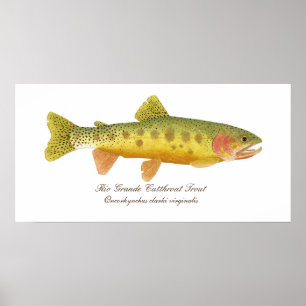 Rio Grande Cutkeel-forel Poster