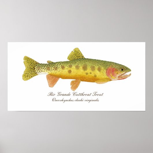 Rio Grande Cutkeel-forel Poster (Voorkant)