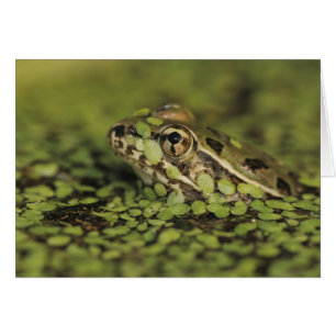 Rio Grande Leopard Frog, Rana berlandieri,