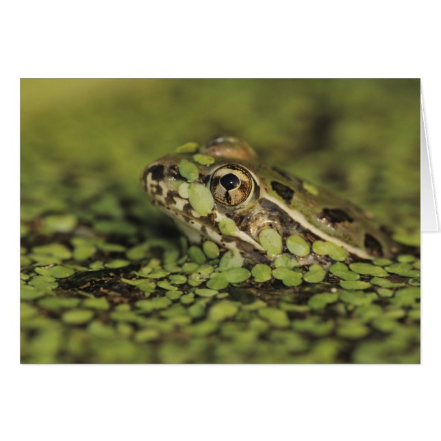 Rio Grande Leopard Frog, Rana berlandieri, (Voorkant Horizontaal)
