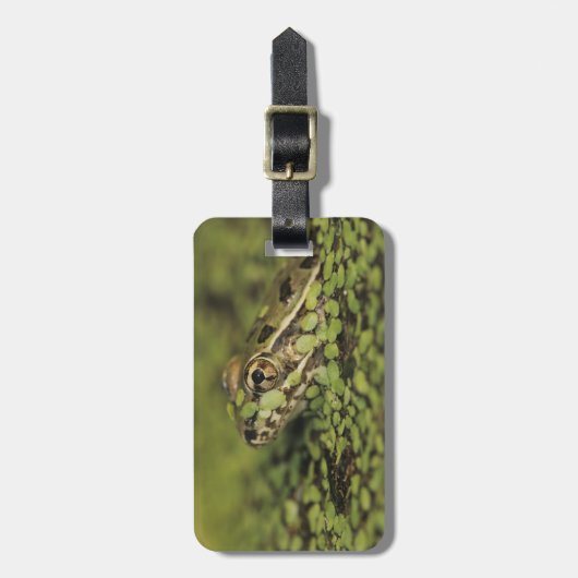 Rio Grande Leopard Frog, Rana berlandieri Bagagelabel (Voorkant verticaal)