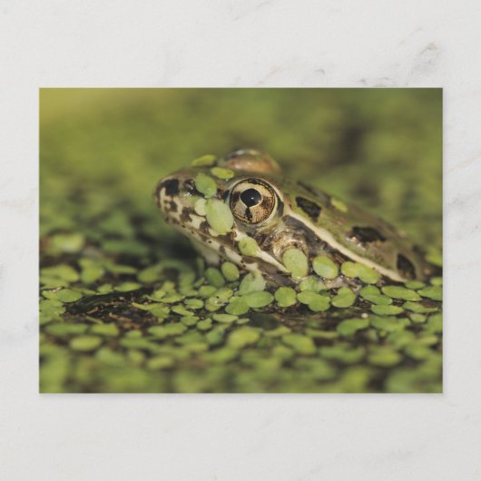 Rio Grande Leopard Frog, Rana berlandieri Briefkaart (Voorkant)