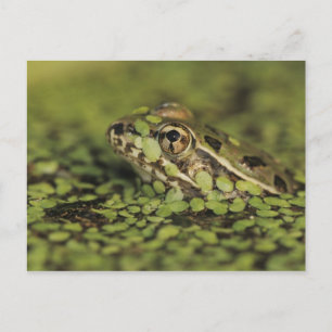Rio Grande Leopard Frog, Rana berlandieri Briefkaart