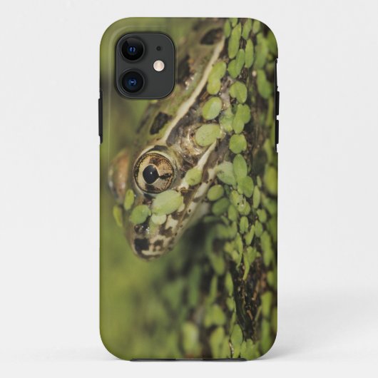 Rio Grande Leopard Frog, Rana berlandieri, Case-Mate iPhone Case (Achterkant)