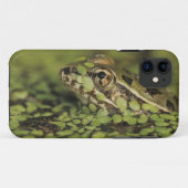 Rio Grande Leopard Frog, Rana berlandieri, Case-Mate iPhone Case (Achterkant (horizontaal))