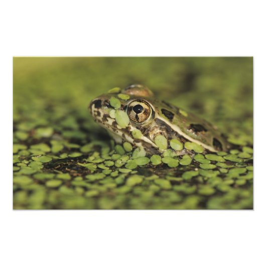 Rio Grande Leopard Frog, Rana berlandieri, Foto Afdruk (Voorkant)