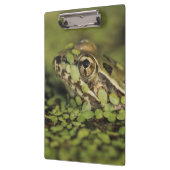 Rio Grande Leopard Frog, Rana berlandieri, Klembord (Links)