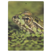 Rio Grande Leopard Frog, Rana berlandieri, Klembord (Achterkant)