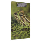 Rio Grande Leopard Frog, Rana berlandieri, Klembord (Rechts)