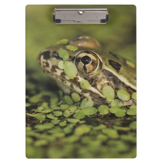 Rio Grande Leopard Frog, Rana berlandieri, Klembord (Voorkant)