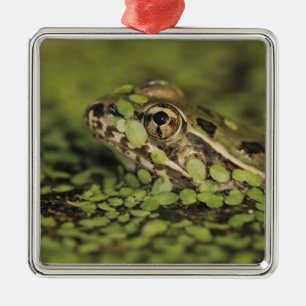 Rio Grande Leopard Frog, Rana berlandieri, Metalen Ornament
