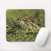 Rio Grande Leopard Frog, Rana berlandieri, Muismat (Met muis)
