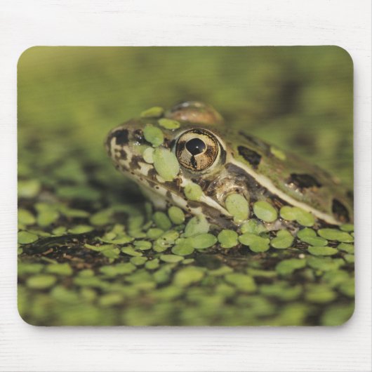 Rio Grande Leopard Frog, Rana berlandieri, Muismat (Voorkant)